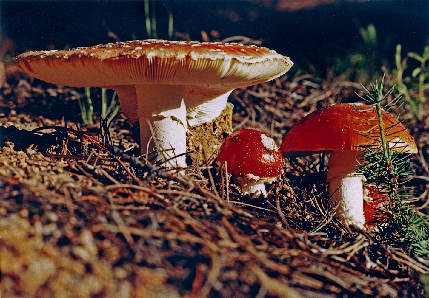 MushroomC1.jpg