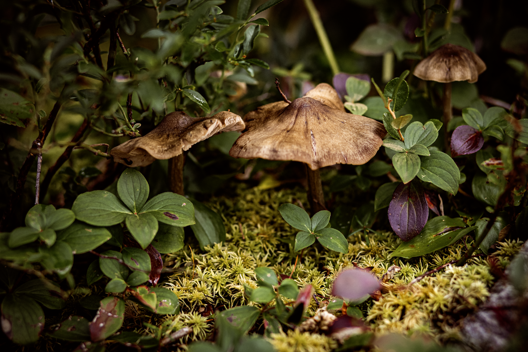 Mushrooms Smaller.png