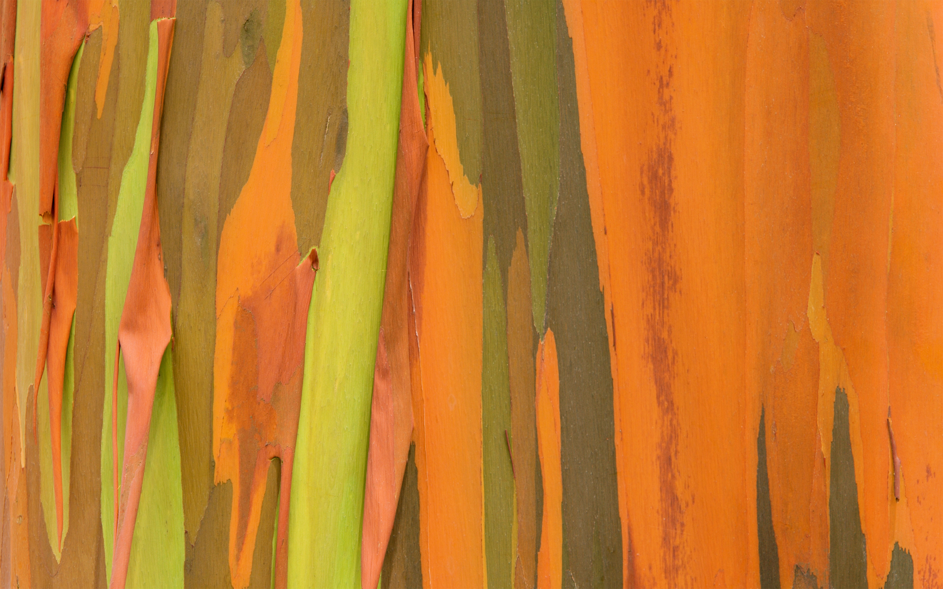 NaturePatterns 03.jpg