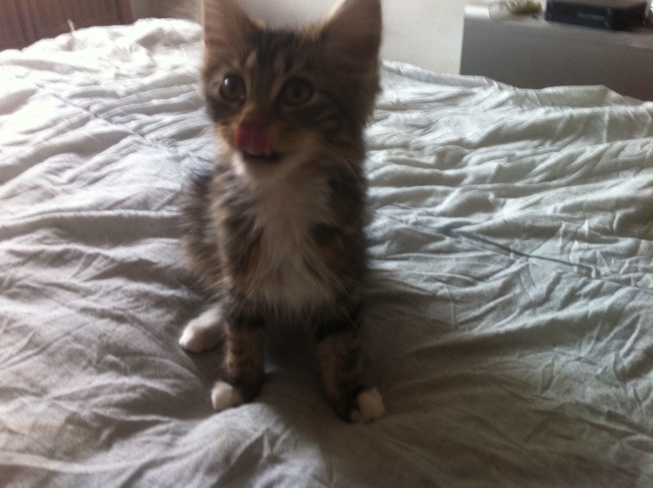 nekotongue.jpg