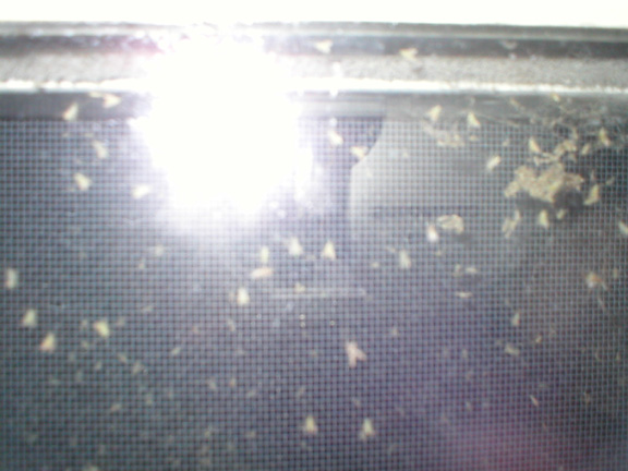 new_bugs.jpg