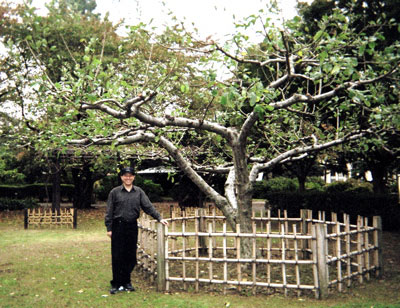 Newtons-Tree.jpg