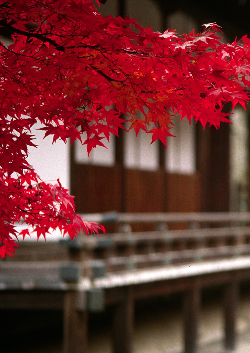 Nihon Momiji.jpg