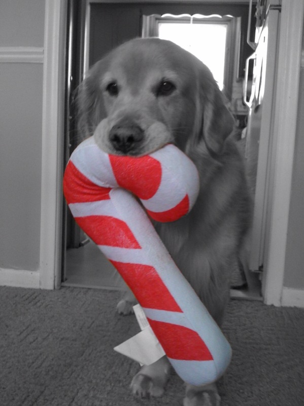 NoahCandycane.jpg