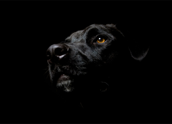 noiresque-dog.jpg
