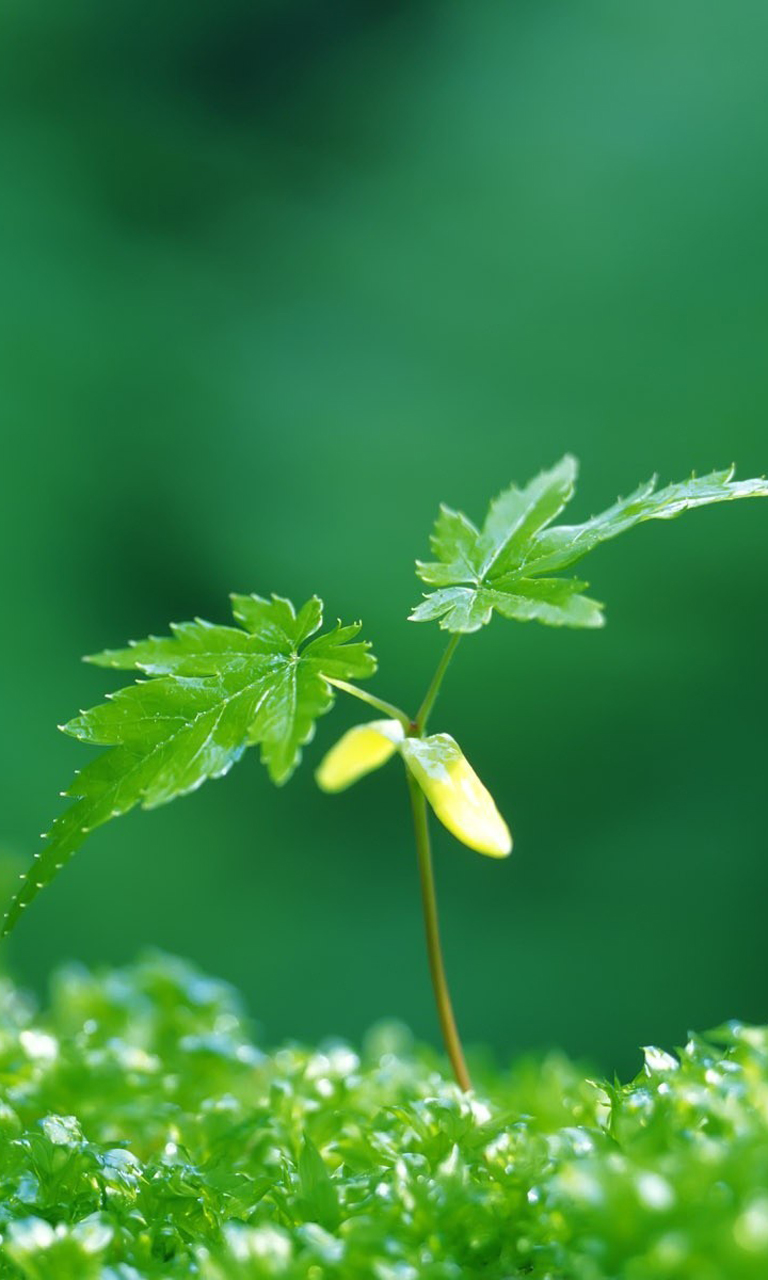 nokia-lumia-wallpaper-2.jpg