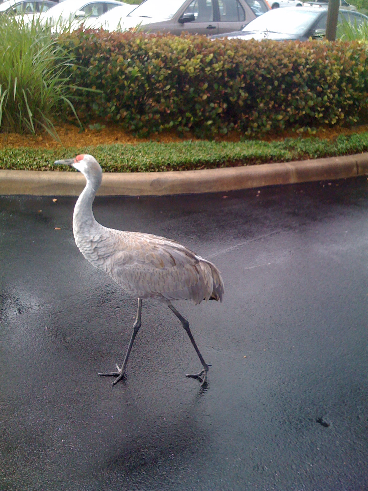 not a duck.jpg