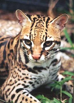 ocelot-0001.jpg