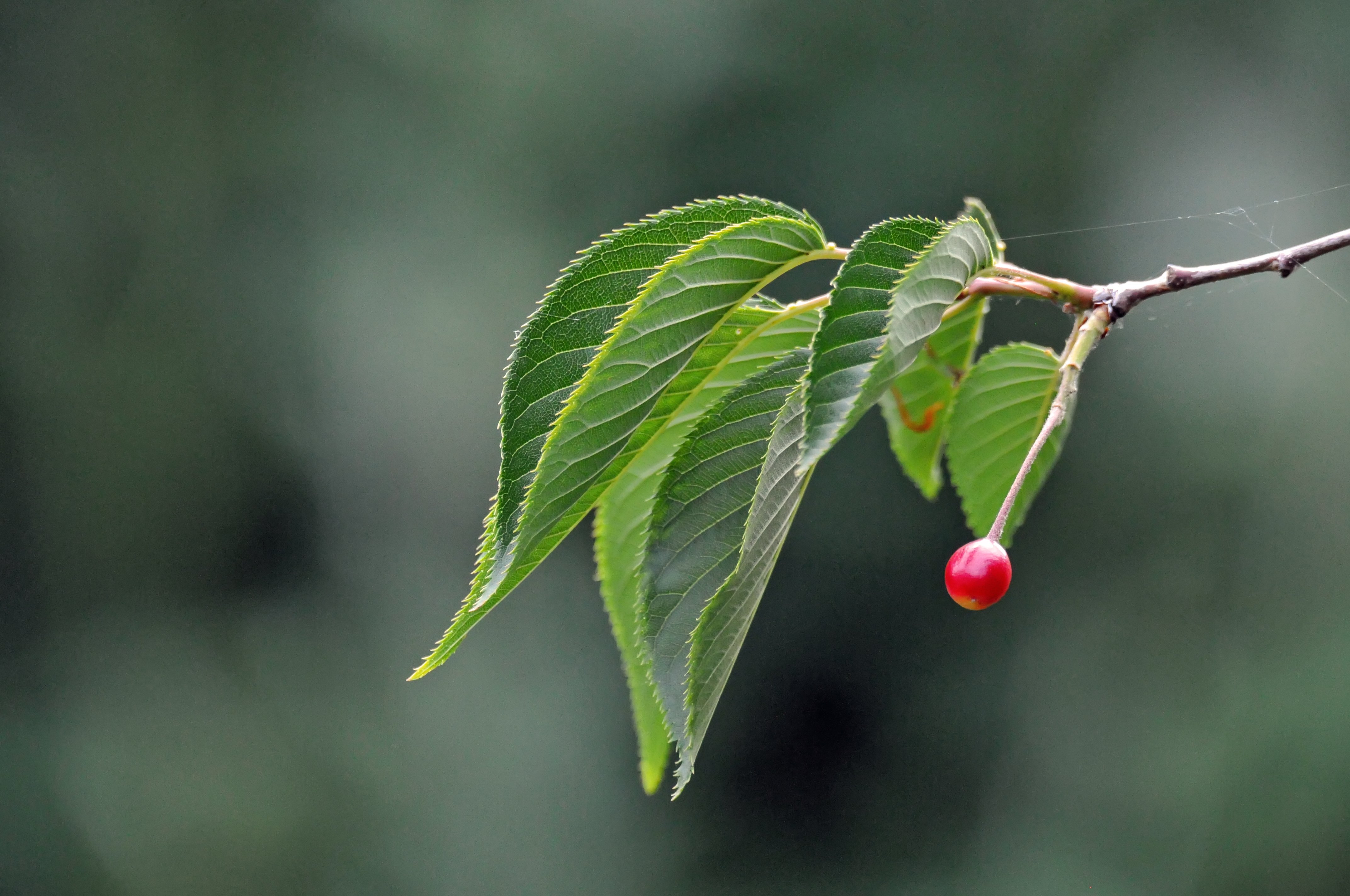 One Little Cherry.JPG