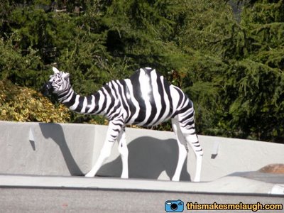 One_confused_camel_179.jpg
