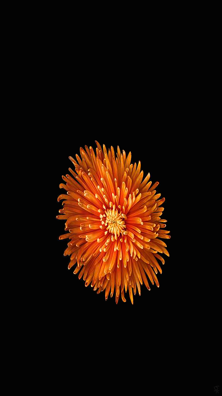 Orange Mum.png