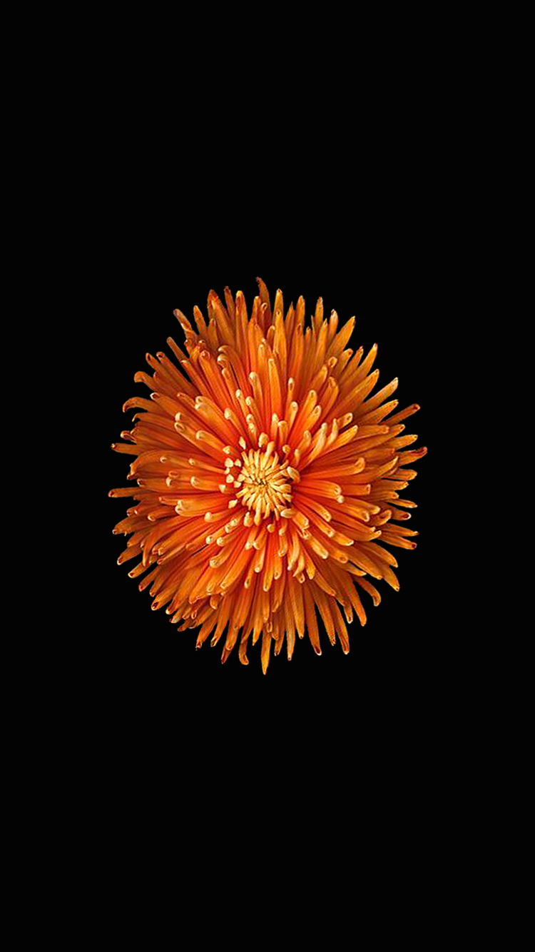 Orange-Mum.png