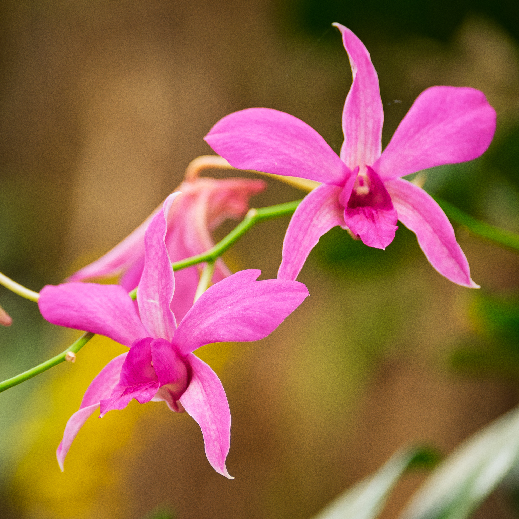 Orchid20141021.jpg