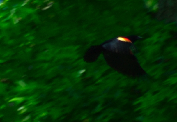 oriole 4.jpg