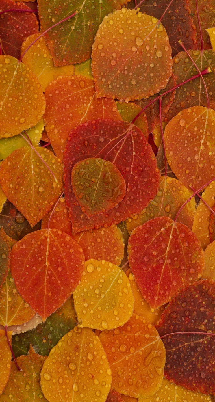 osx_leaves.jpg