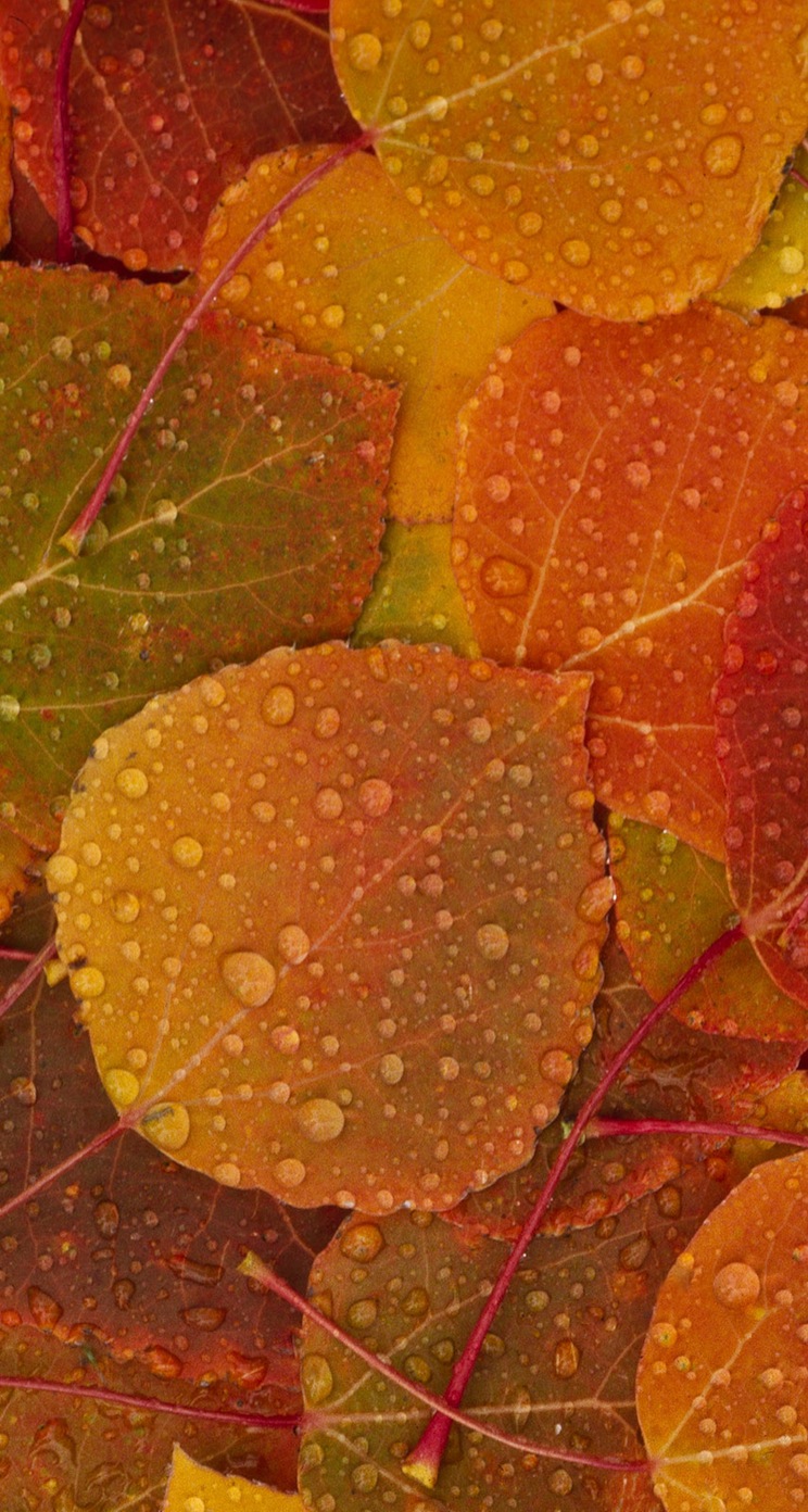 osx_leaves1.jpg