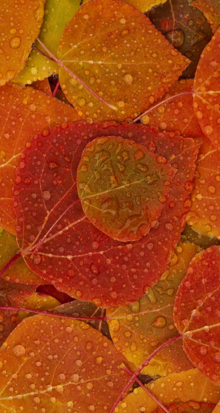 osx_leaves2.jpg