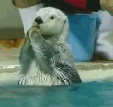 OtterBox.gif