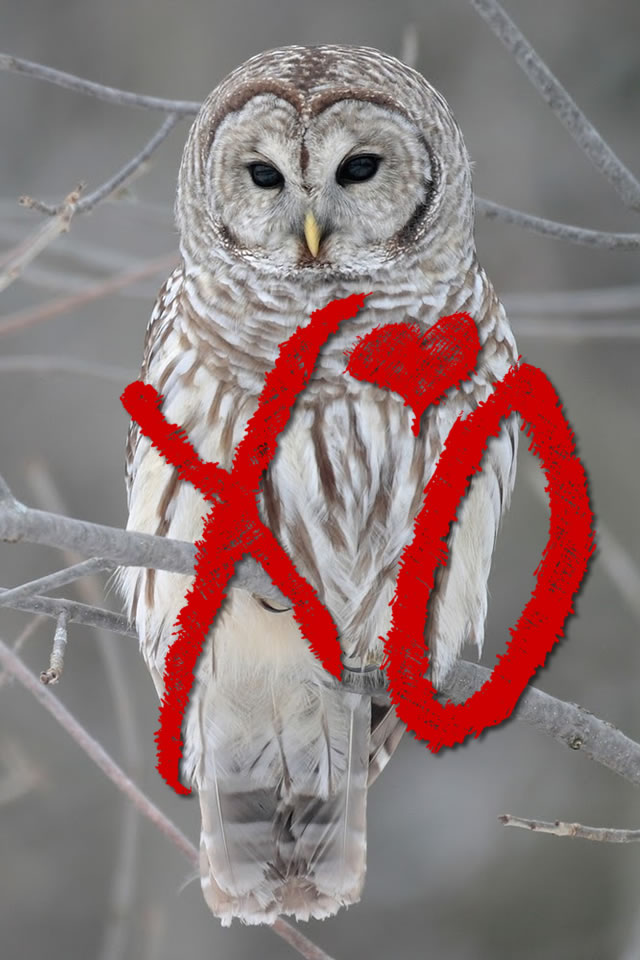 ovo2.jpg