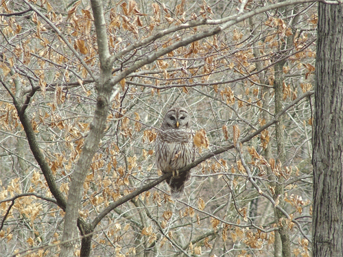 owl.gif