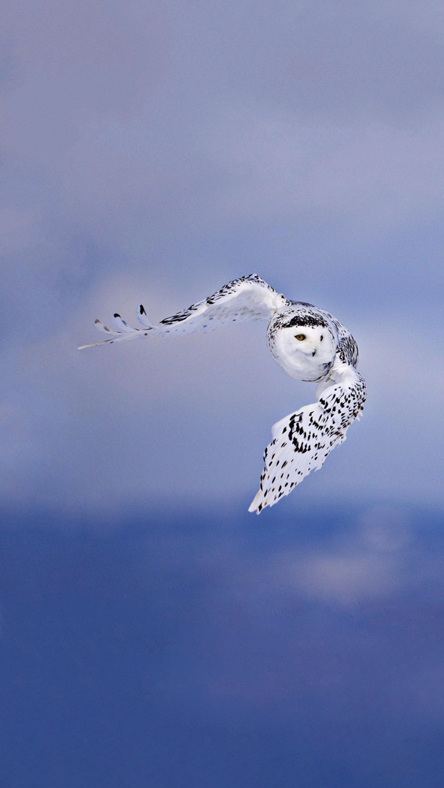 Owl.jpg
