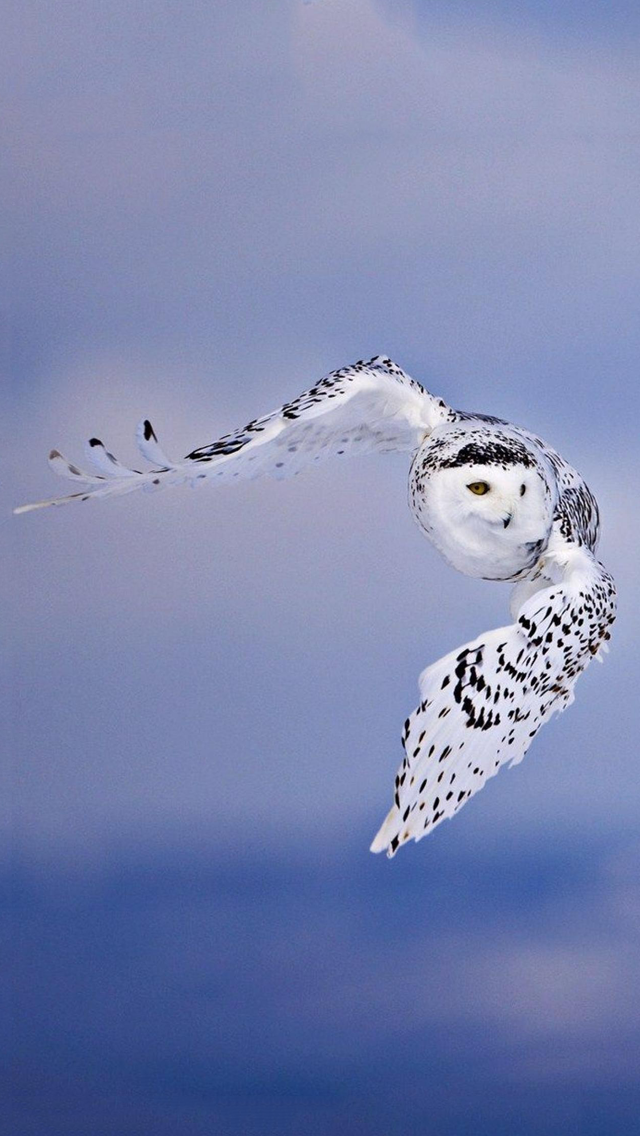 owl.png