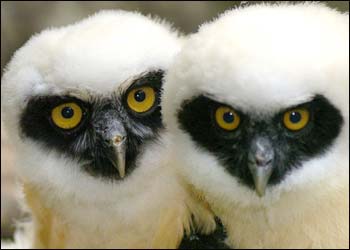 owls.jpg
