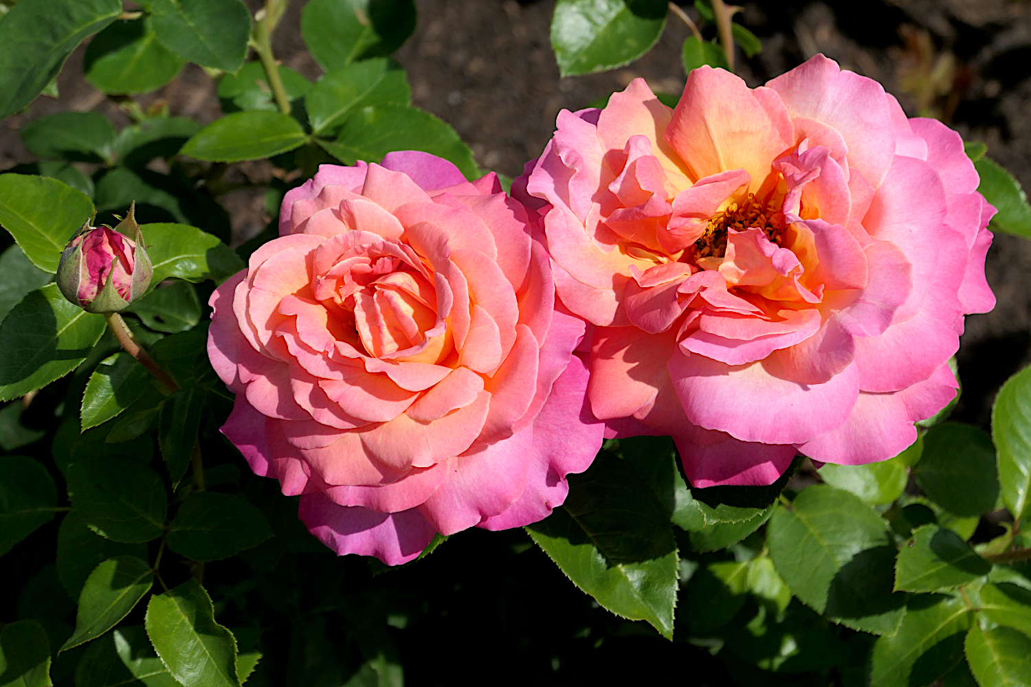 P1000101.jpg