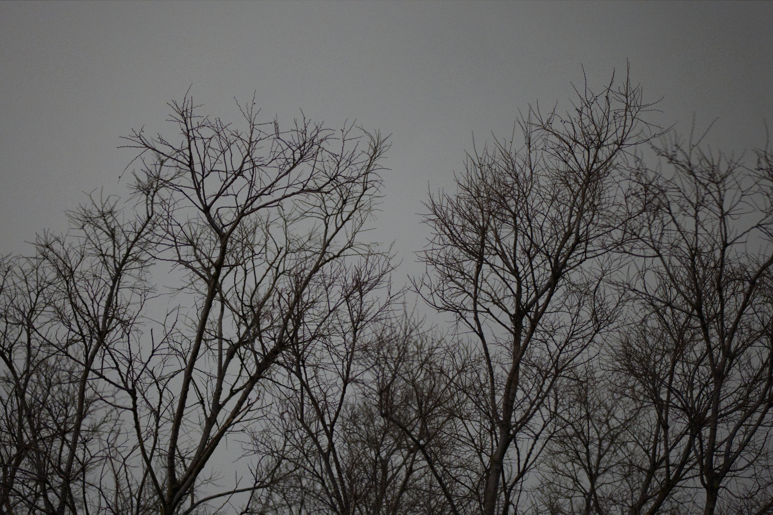P1000137DL.jpg