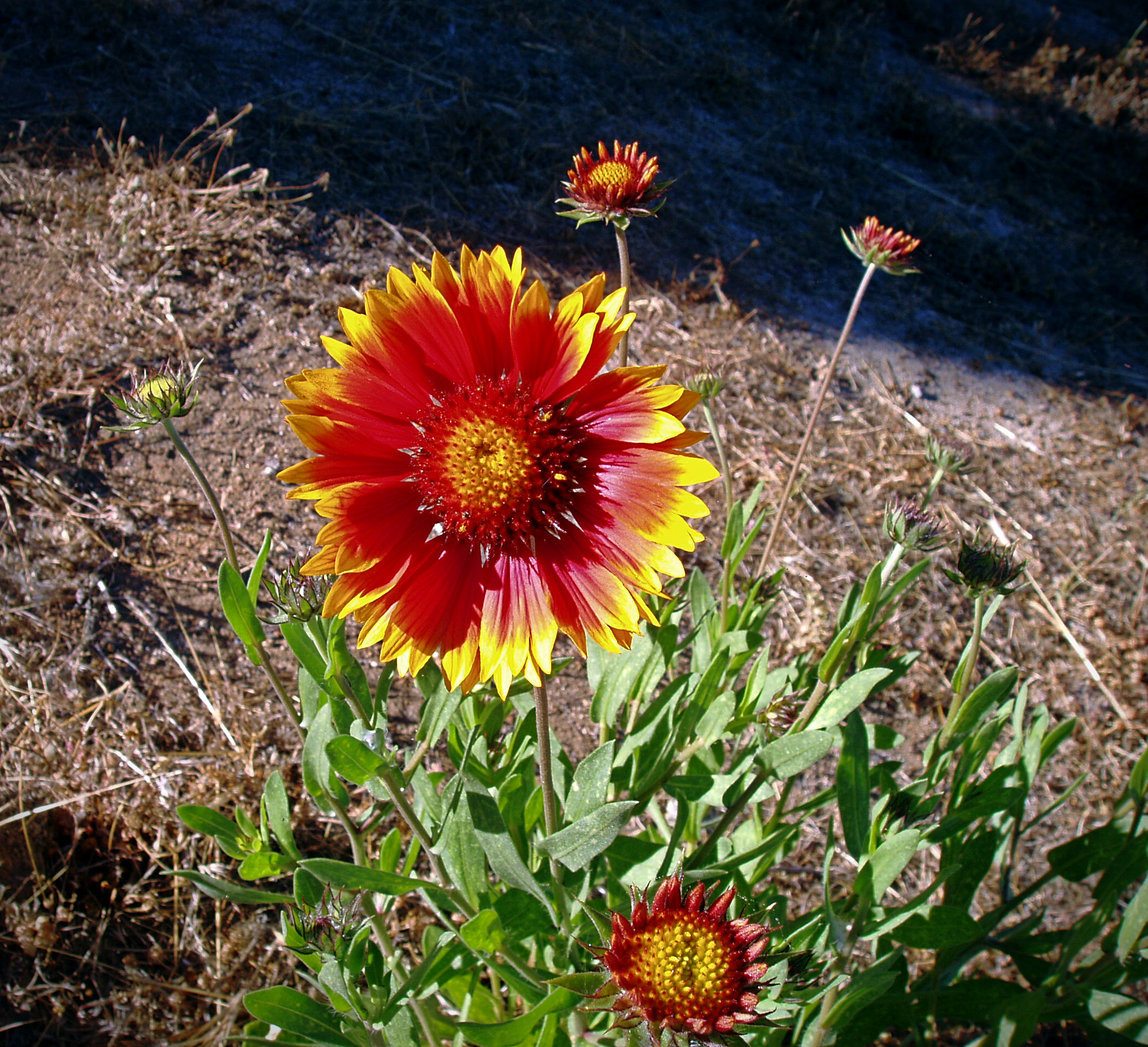 P1010001cxv.jpg