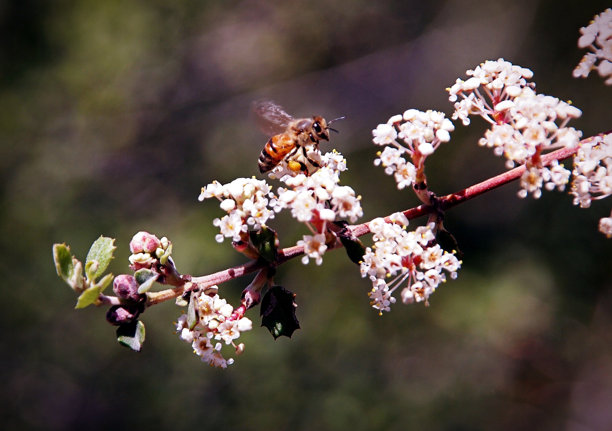 P1014072 bee on new blossoms xv2.jpg