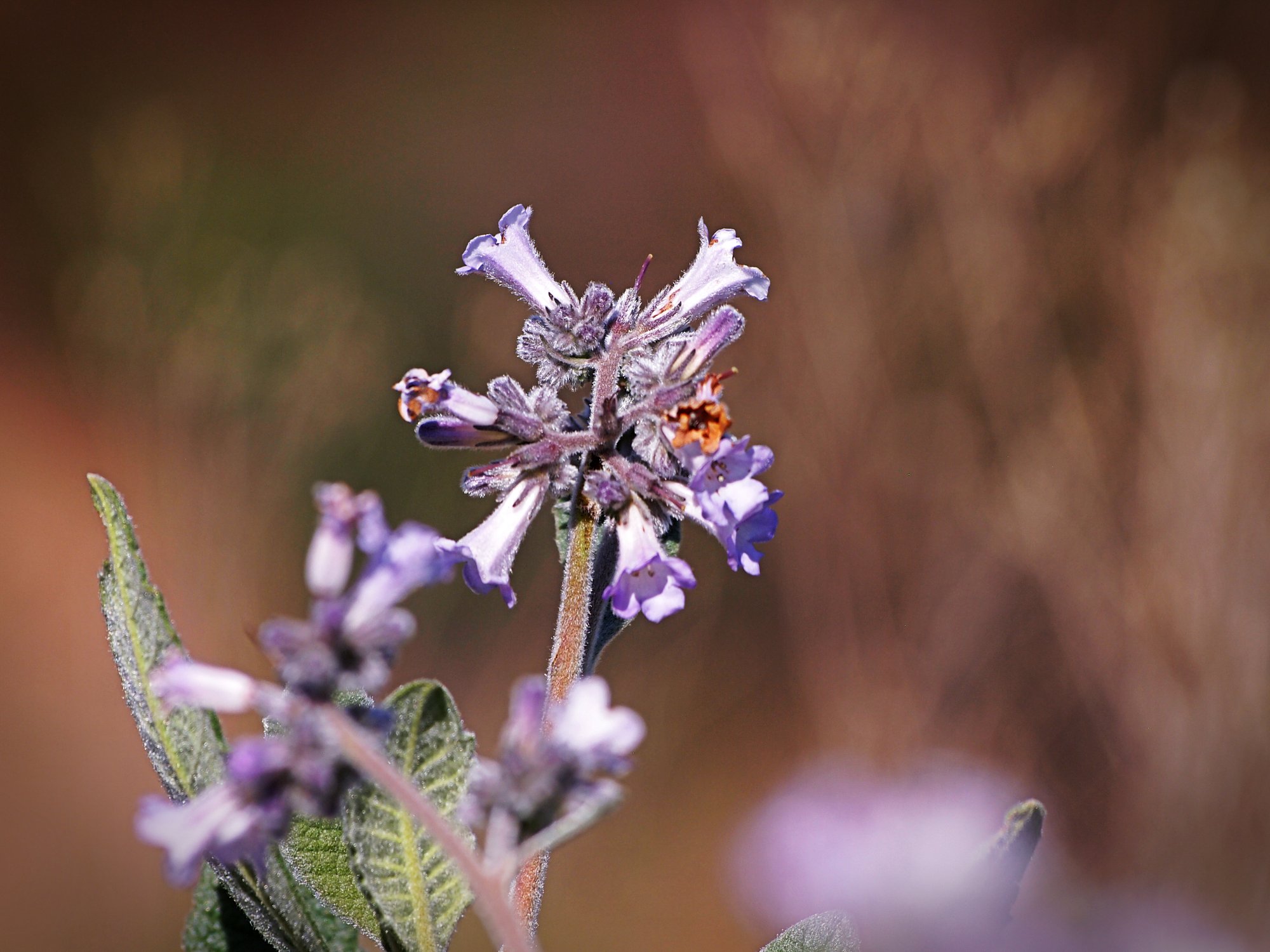 P1014148 xv.jpg
