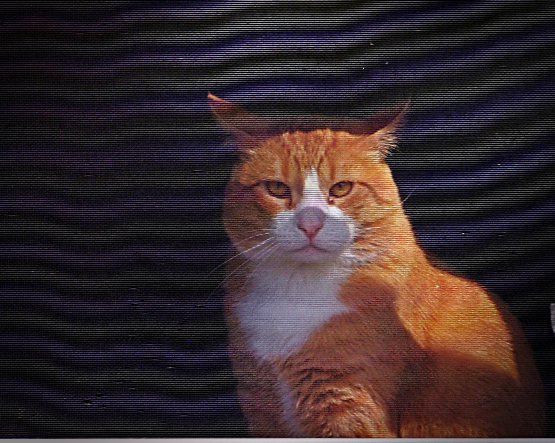 P1014167 kitty boy in window from outside xv.jpg