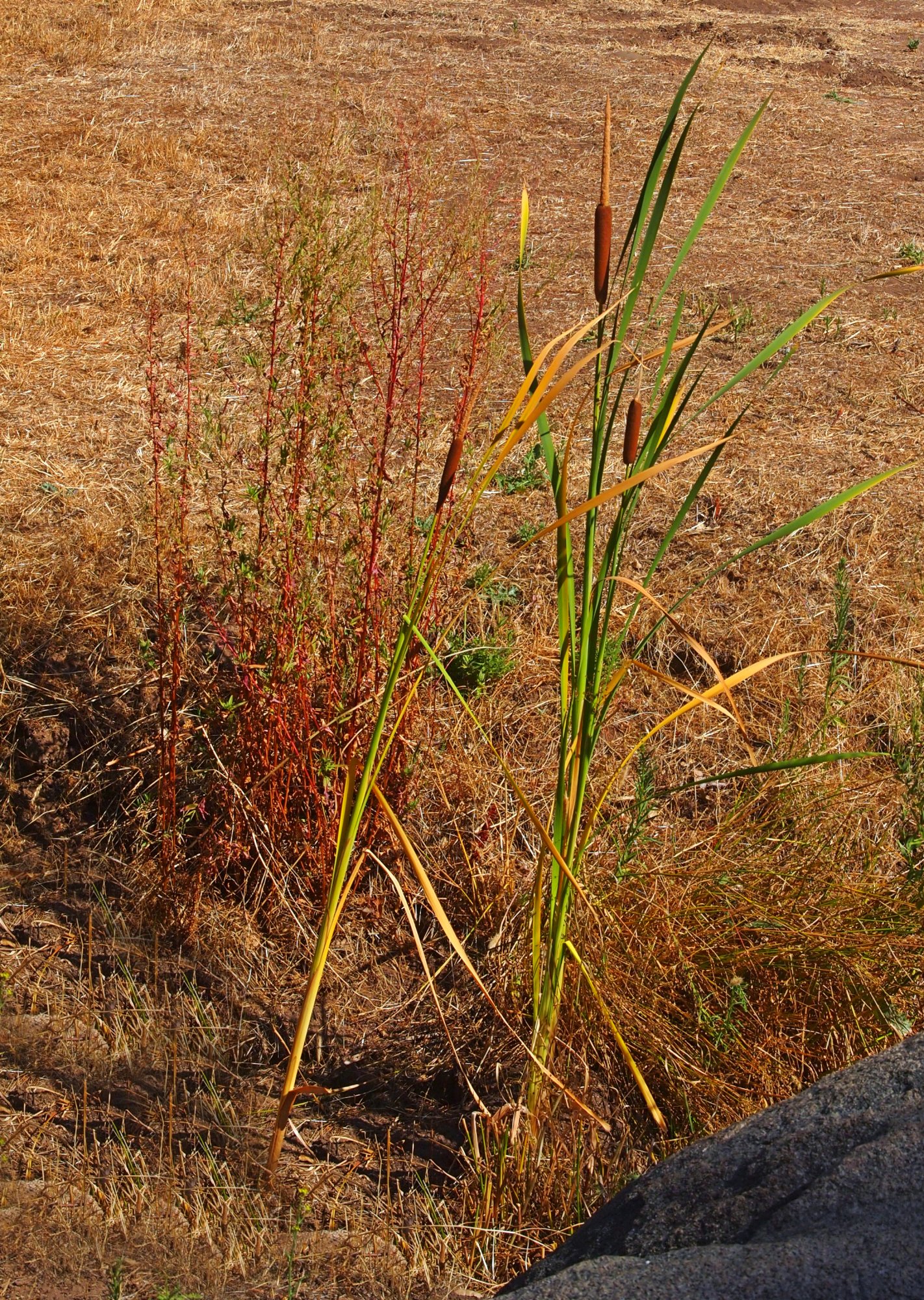 P1014539 cropx.jpg
