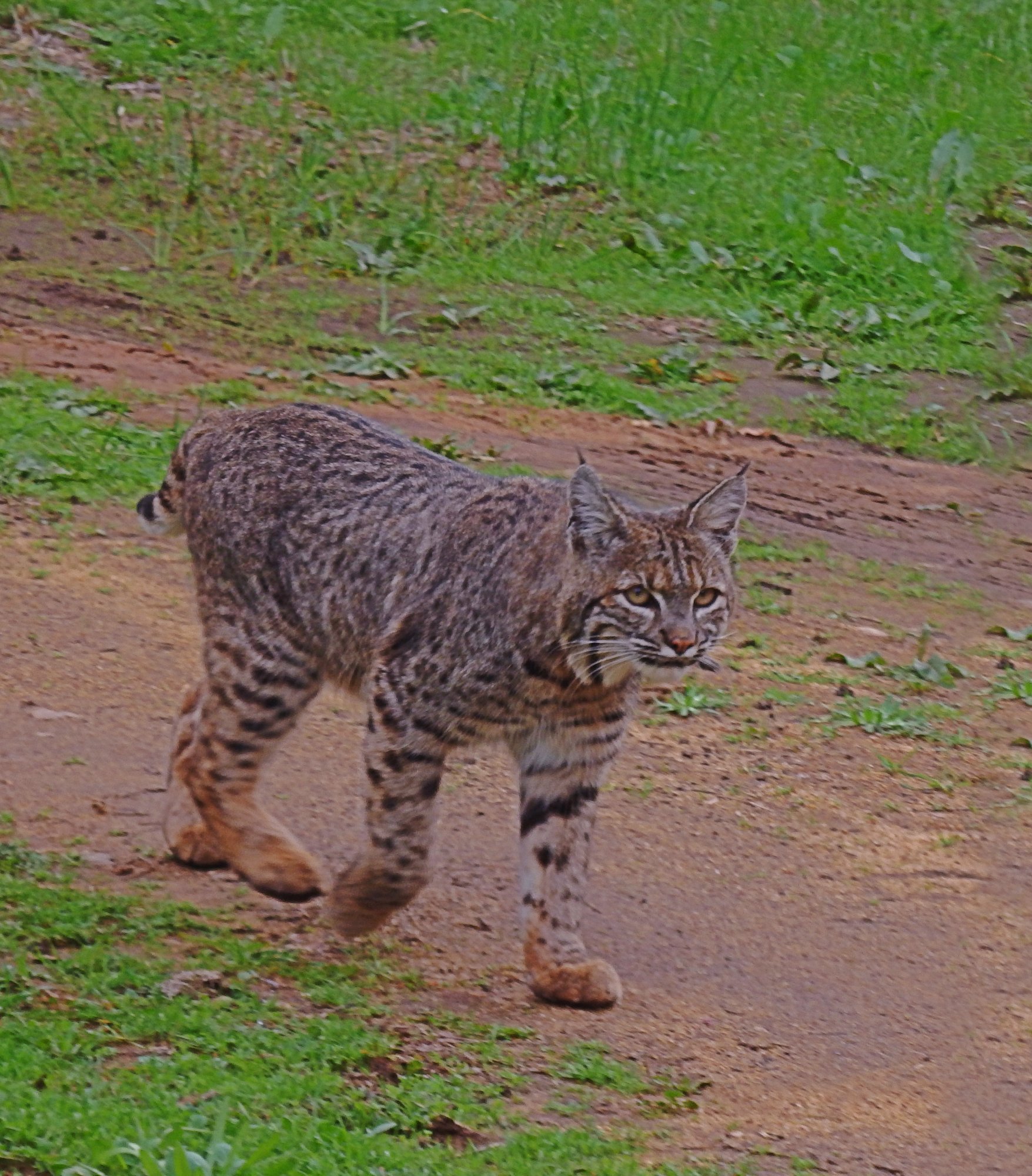 P1060049x2crop.jpg