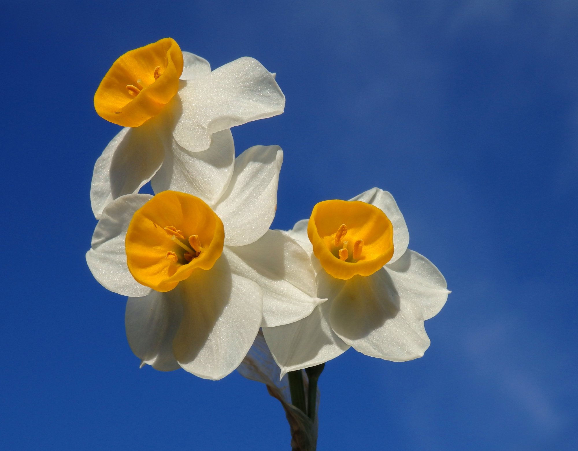 P1170062 xcrop3.jpg