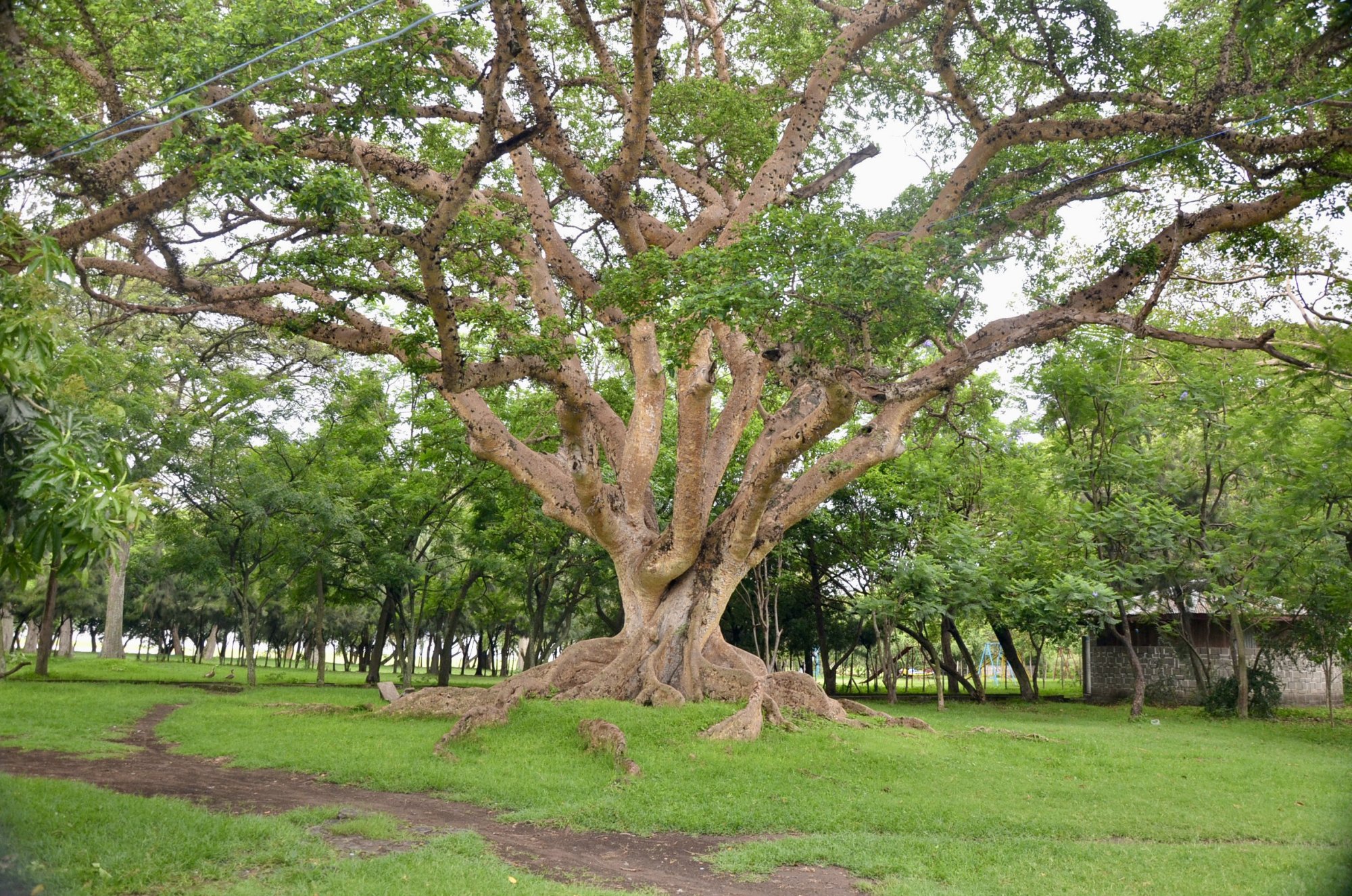 P12.JPG