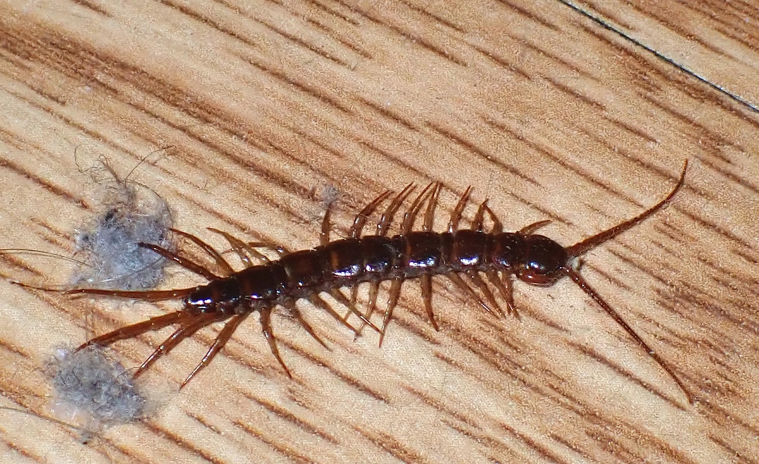 P1300006.jpg