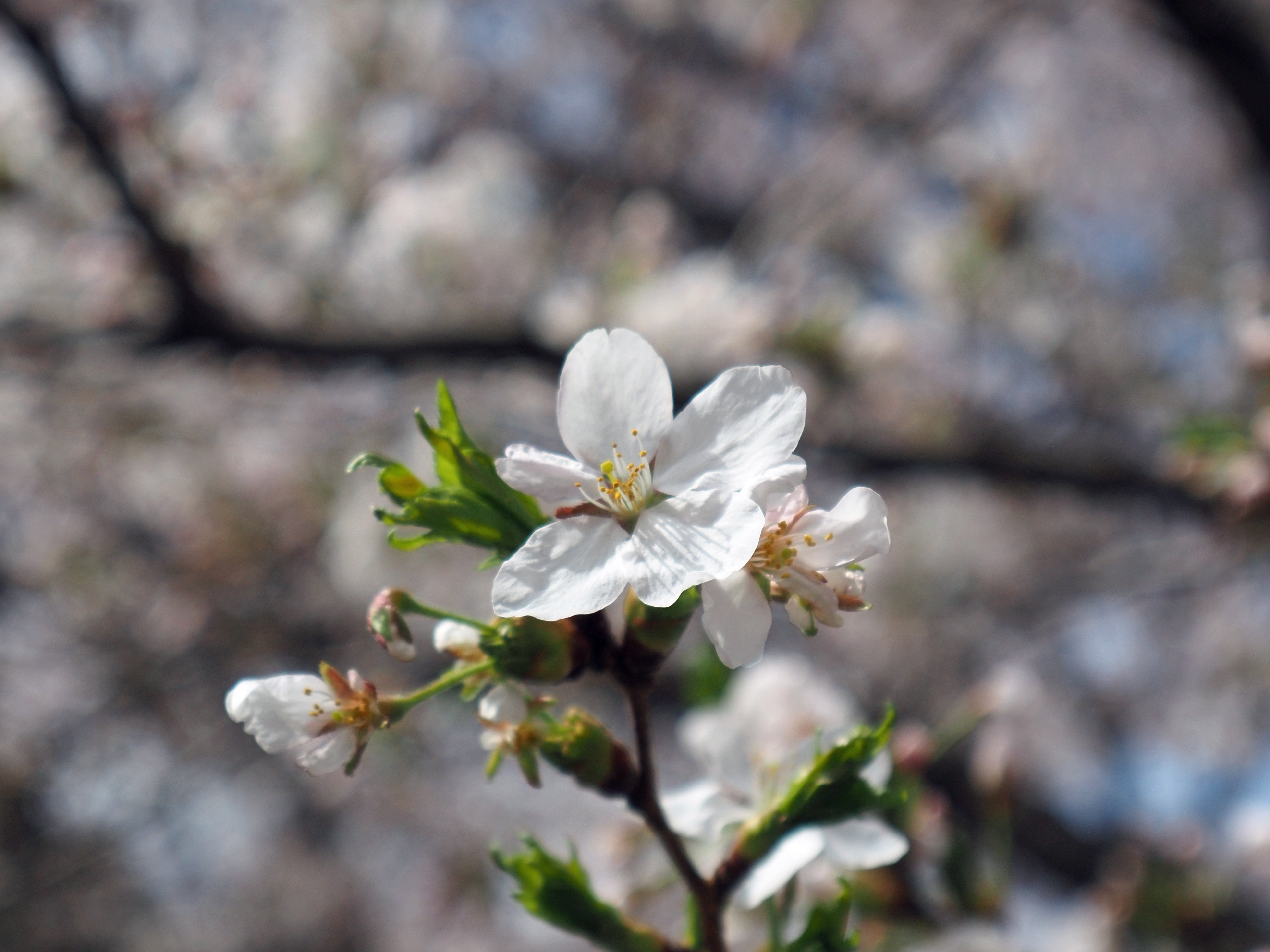 P3310006crop2k.jpg