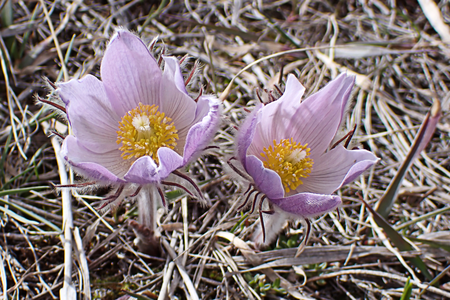 P4090104A.jpg