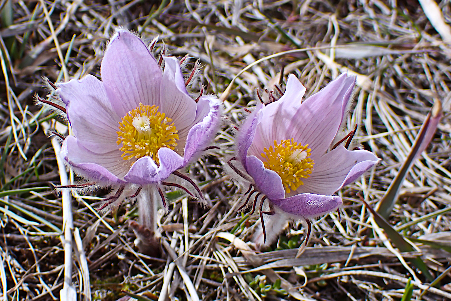P4090104A.jpg