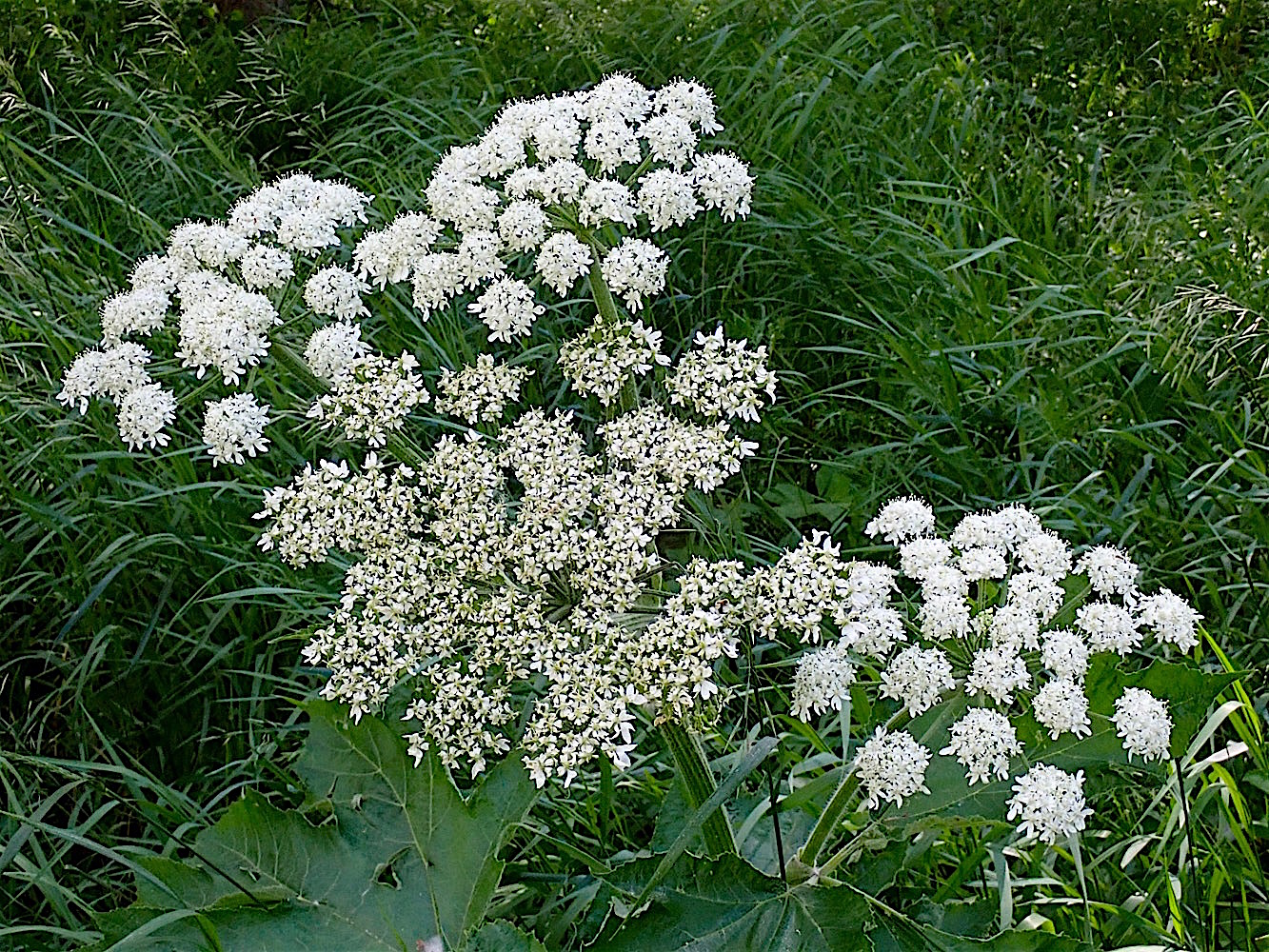 P7130374.jpg