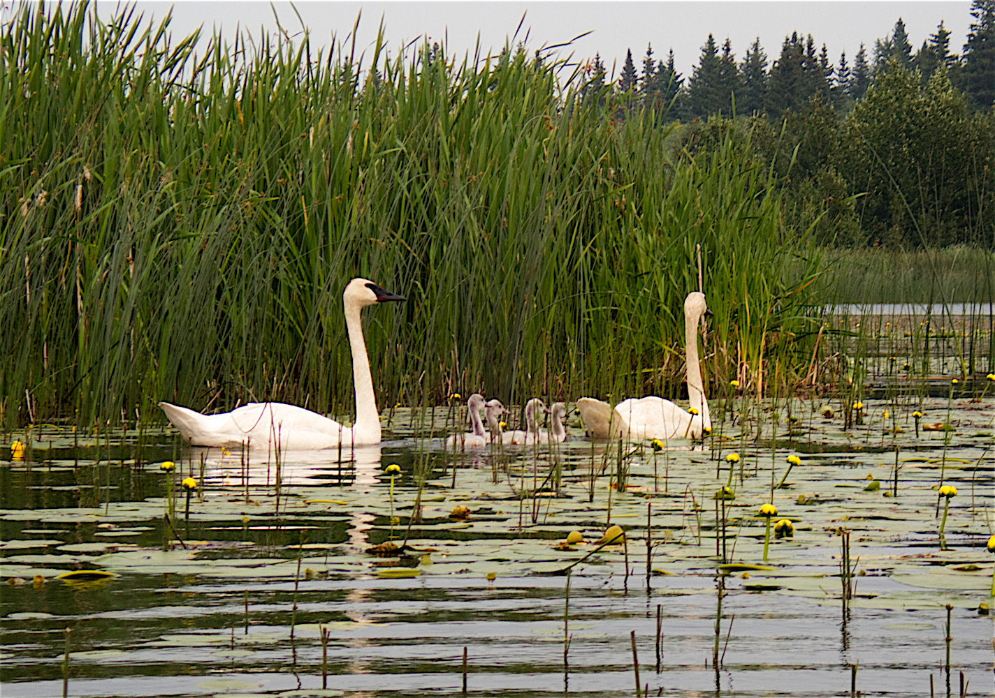 P7140353A.jpg