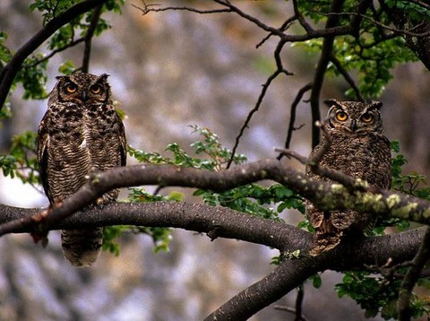 Pair of hooters.jpeg