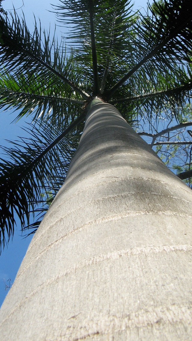 Palm.jpg