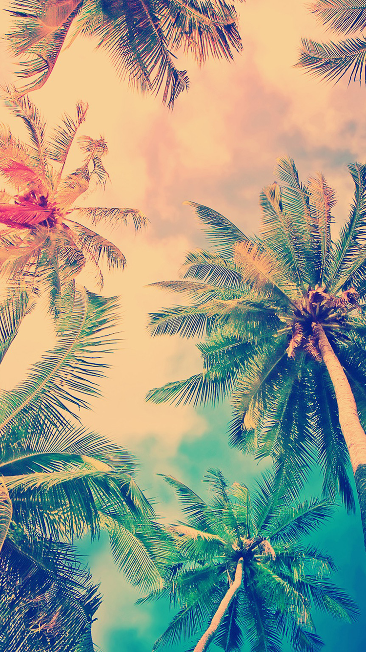 Palms.png