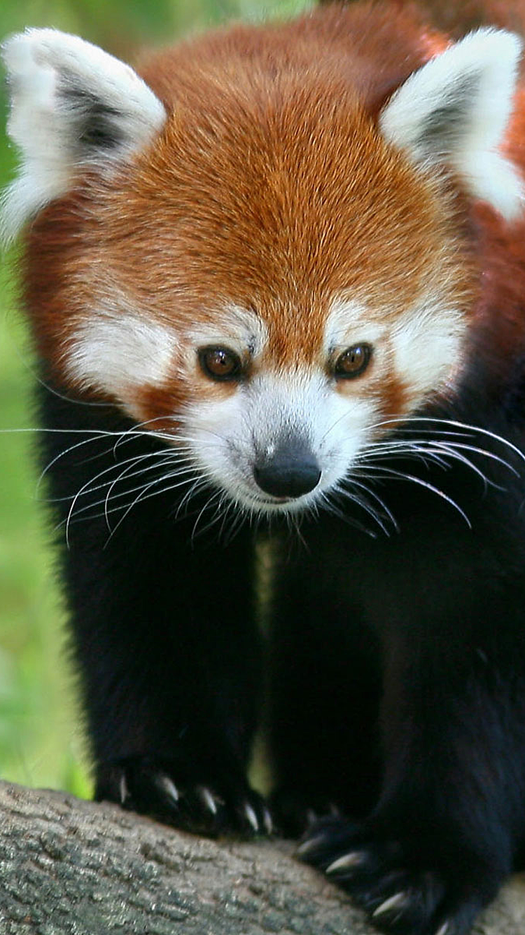 Panda 01.png