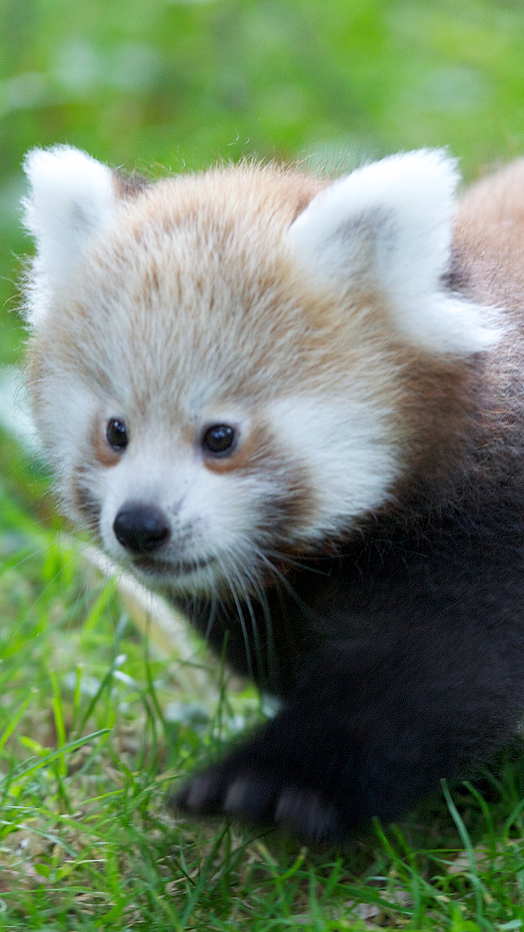 Panda 02.png