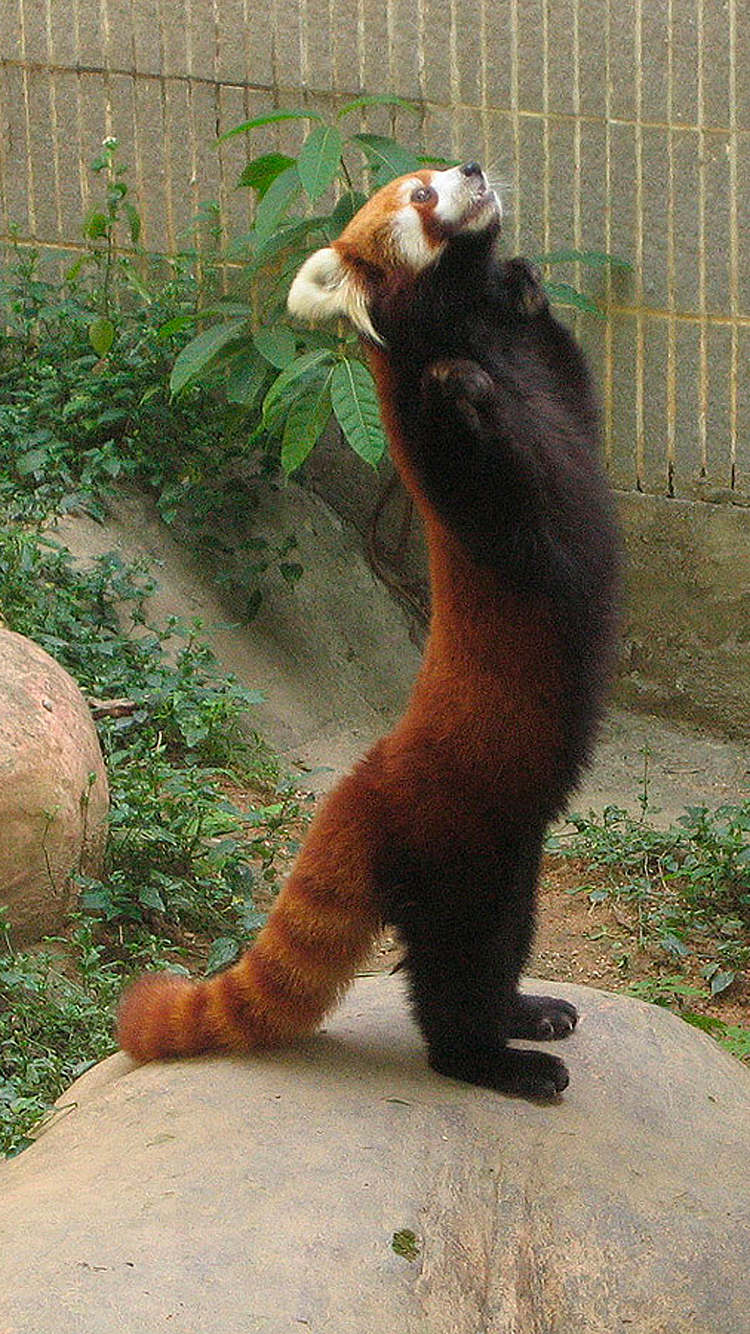 Panda 03.png