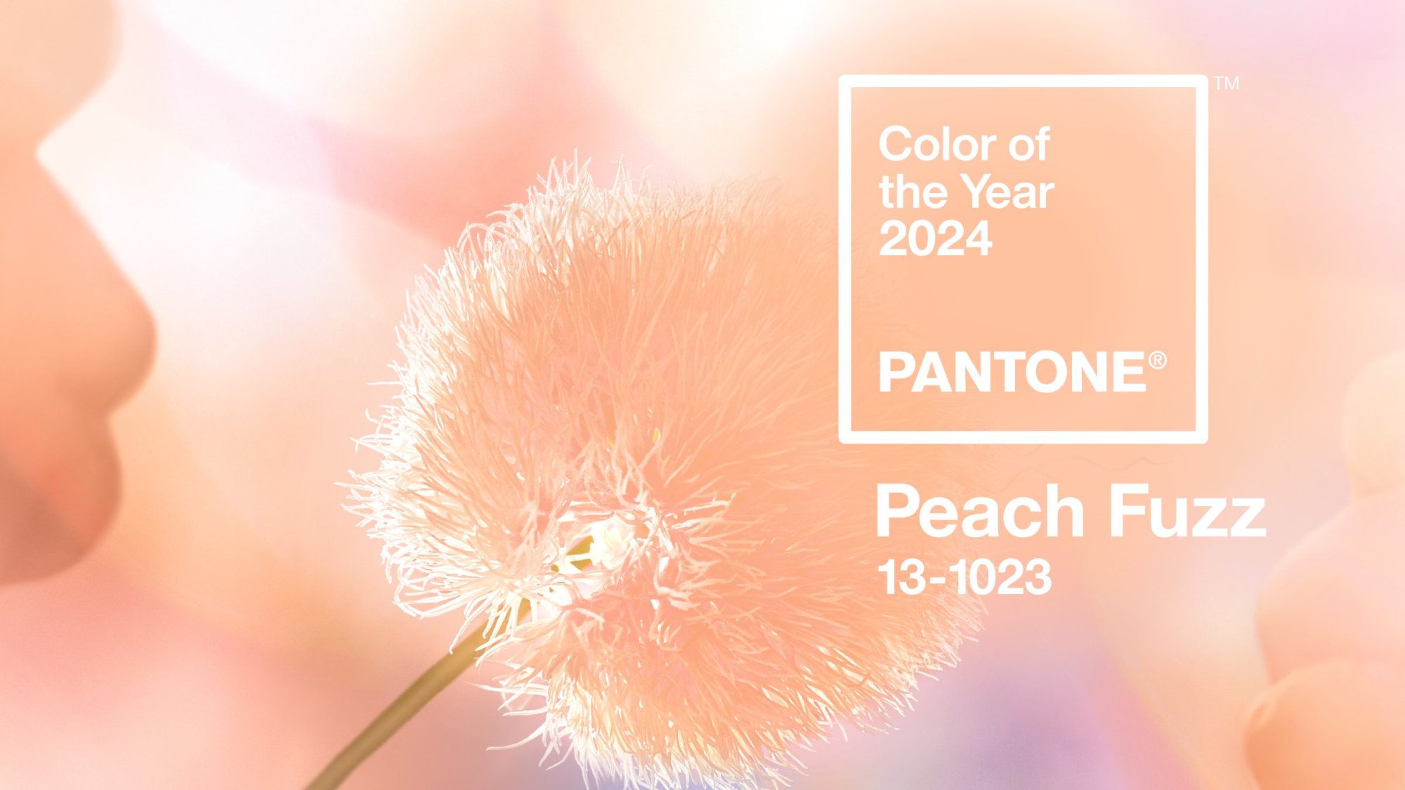 Pantone-color-of-the-year-Peach-Fuzz.jpeg